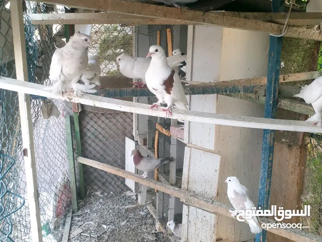 حمام زاجل