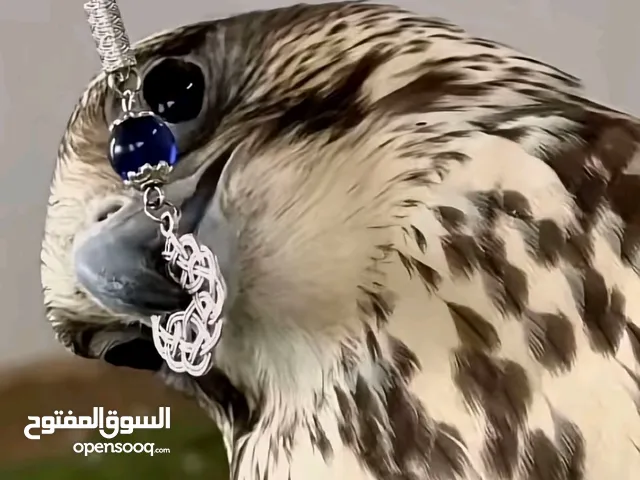 زغاليل بلدي