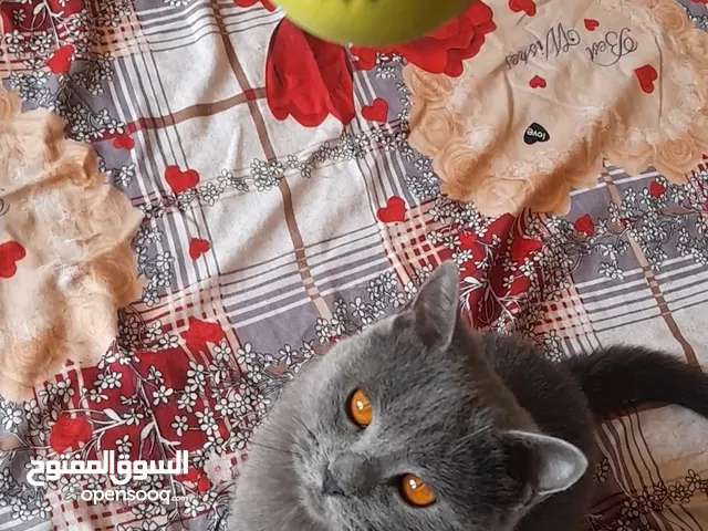 قط برطاني برتش بلو