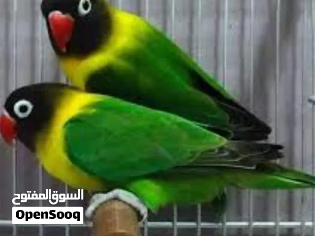 طيور الفيشر