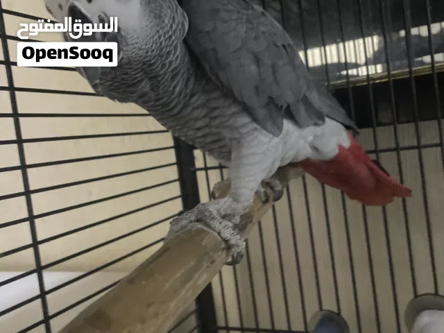 للبيع كاسكو سوبر جامبو