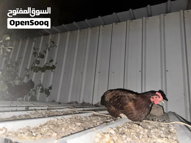 *للبيع دجاج فرنسي العسلي اصل بدون تهجين مجيوبات صيصان من الإمارات حجم الاكبير قريب الإنتاج*