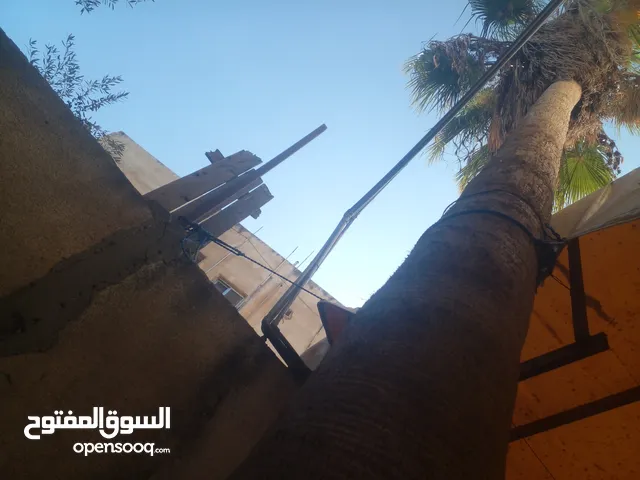 شجره نخيل زينه