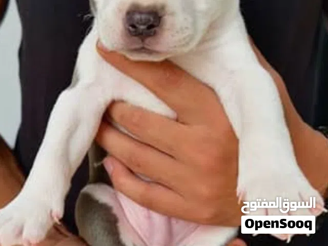 نبو كلاب بيتبول سعر 400لعند يتواصل معايا