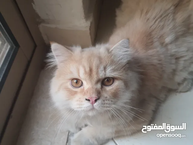 قط شيرازي - تم التبني