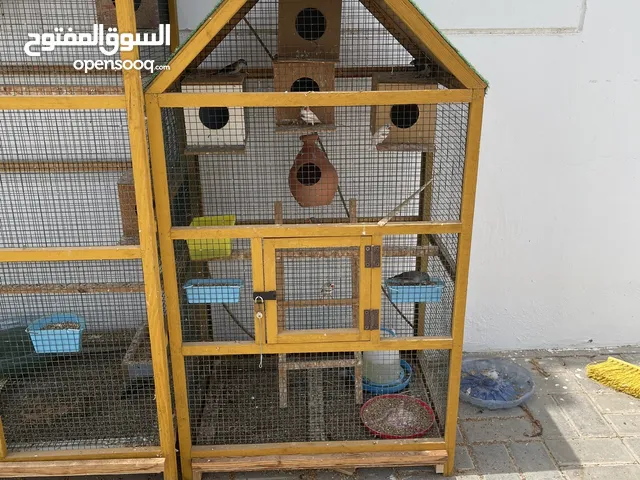بيع صفص مع طيور الحب والزيبرا