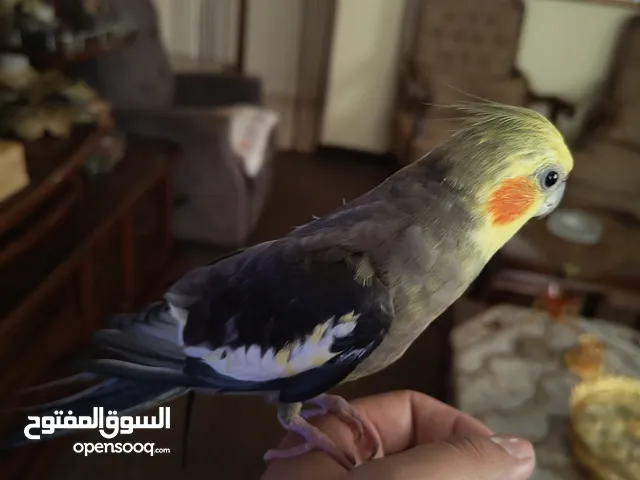 ذكر كوكتيل اليف متكلم بالصلاة على النبي اقرا الوصف ............................................