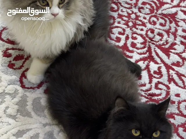 3 قطط للتبني