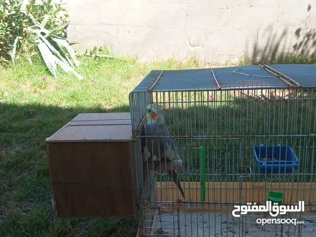 دكر كوكتيل للبيع