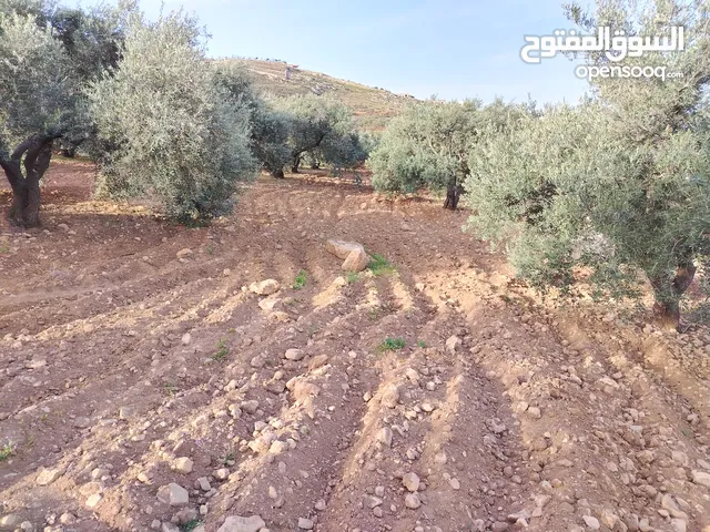 مزرعة زيتون ملوكية اطلالة ع الغرب و جبال فلسطين ع ثلاث شوراع قرب شارع الستين ثغرة السلطان