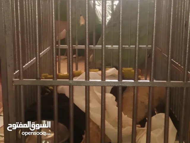مستلزمات حيوانات اليفه الطول 120 ارتفاع 120 عرض80