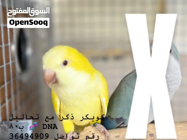 كويكر ذكر اصفر