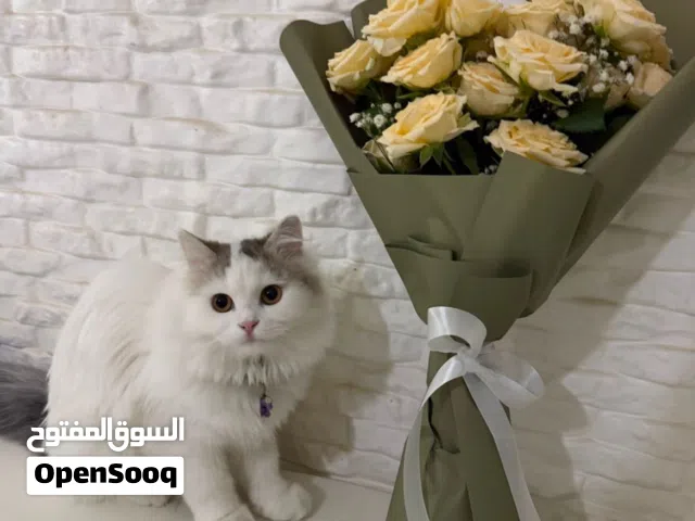 قطة شيرازية