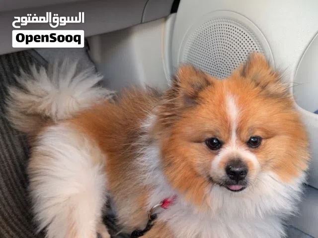 كلب للبيع مع مستلزماته