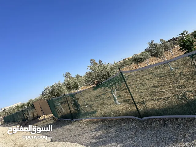 ارض زراعيه مجهزه بل كامل تبعد عن شارع المطار 6 كيلو تبعد عن وسط مادبا4ك