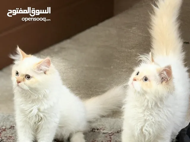 للتبني قطتين