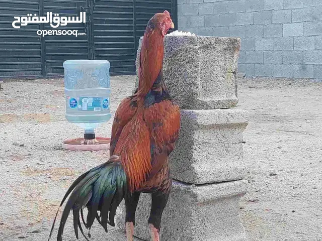 ديك سندي توب البطل