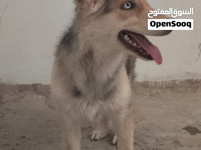 جرروه جيبيريان شيبيسكي