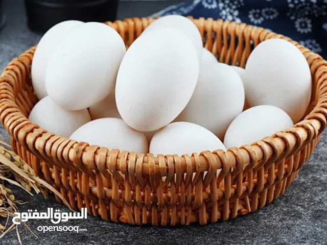 يوجد بيض مخصب دجاج كويتي كريمي مطوك