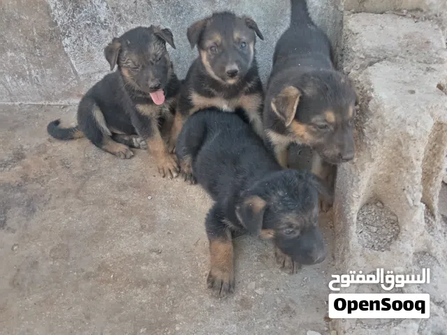 للبيع انثايتين وذكرين جيرمان شيبرد بلاك ماسك العمر 35  يوم