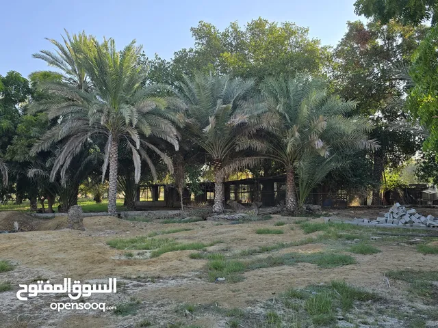 1 Bedroom Farms for Sale in Muscat Quriyat