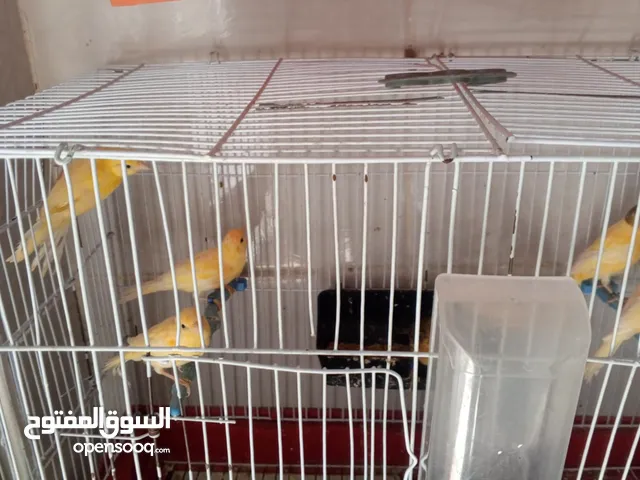 كوم كنار للبيع مخاليف صحا ونضافا