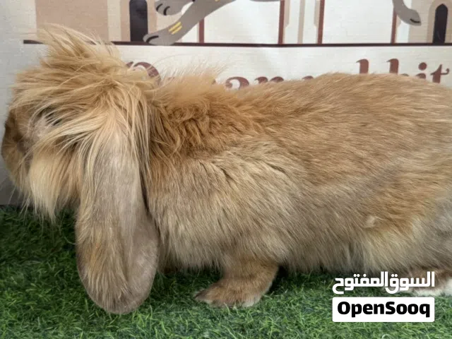 لوب  فرنسي على فازي