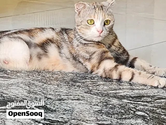 “قطة Scottish Fold Mix لون Calico/Tabby مميزة، عيون كبيرة وأذنان مطويتان، هادئة ولعوبة، صحة ممتازة