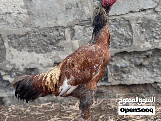للبيع شوف تحت