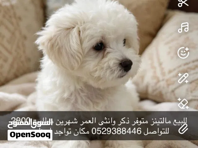 مالتينز العمر شهرين