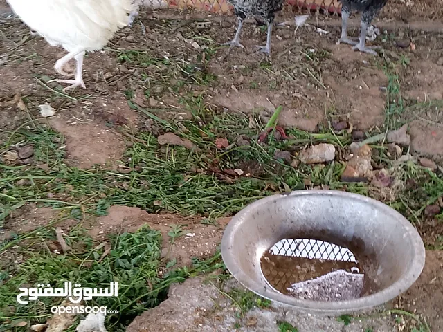 دجاج للبيع