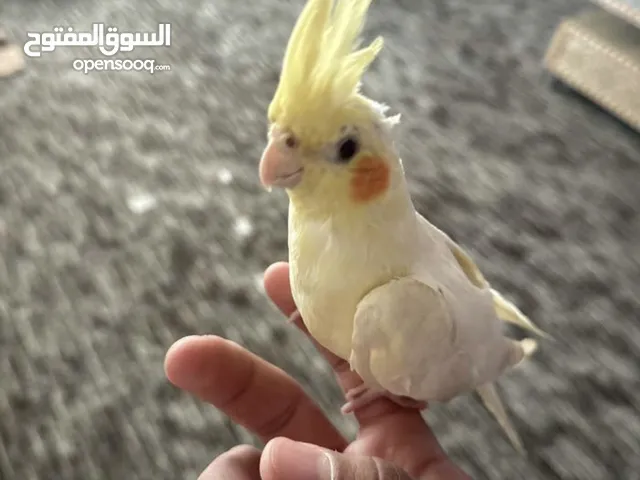 ببغاء كوكتيل اليف جدا