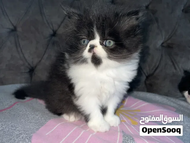 قطه شيرازي بيكي فيس بنت