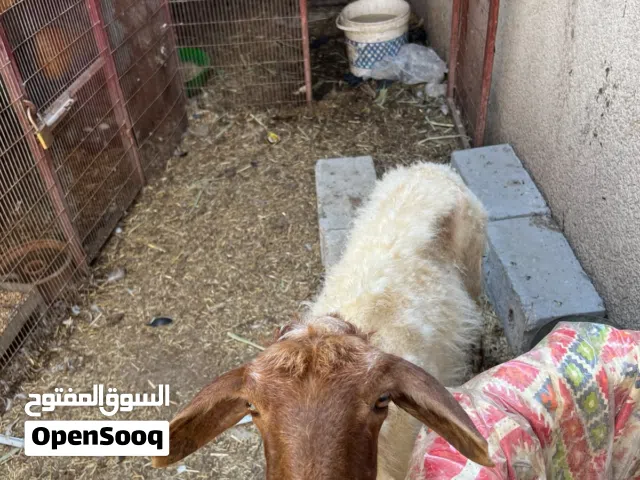 سلام عليكم نعجه للبيع سعر 300 وبيهه مجال