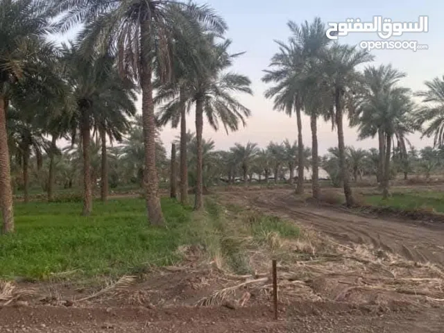 ربع دونم  المساحة الصافيه 570 متر /    للبيع في شط العرب  الجزيرة النعيسه مقابل مدخل شارع باب الهوى
