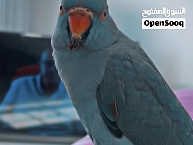 مفقوده متوه ازرق