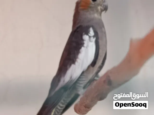 زوز طروف كوكتيل للبيع جملة مع بعض
