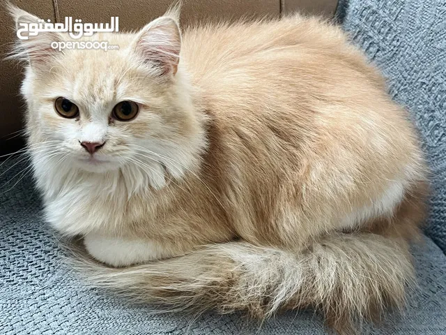 قط ذكر شيرازي همالايا 400 دينار