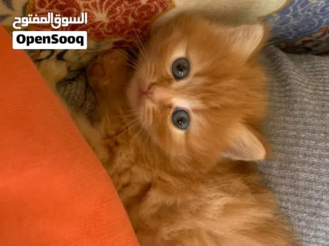 قطط صغير لعوبين