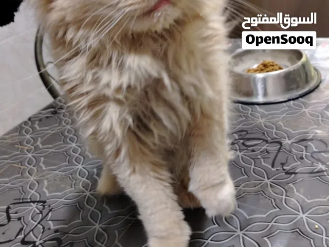 قط للتبني هملايا