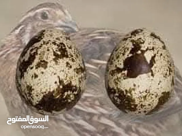 بيض فري سوبر جامبو