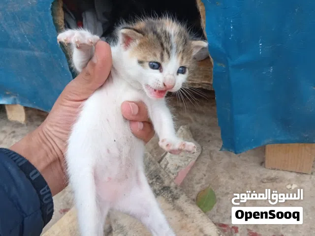 قطط صغيرة للبيع