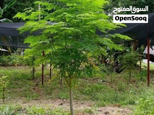 المورنجا او الشوع الهندي و النعناع و الريحان نوعين و الياسمين