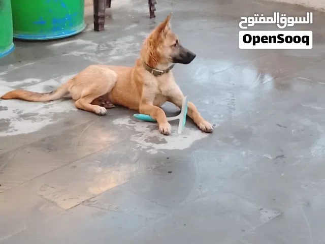 كلب بيتبول  وبدوق بلجم  لل بيع لعدم التفرغ وزعاج لل جيران.
