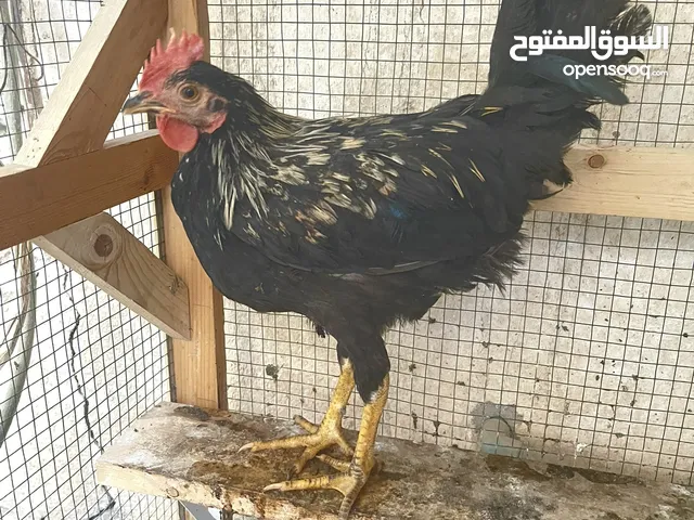 ديج عربي شرط النظافه والصحه