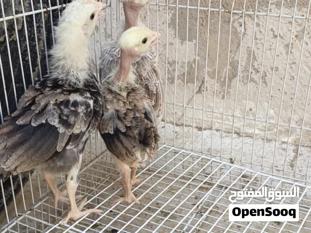 دجاجتين وديج ابو ركيبه دندراوي فاتح العمر شهر