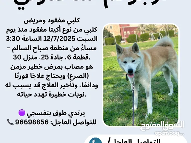 كلب اكيتا مفقود