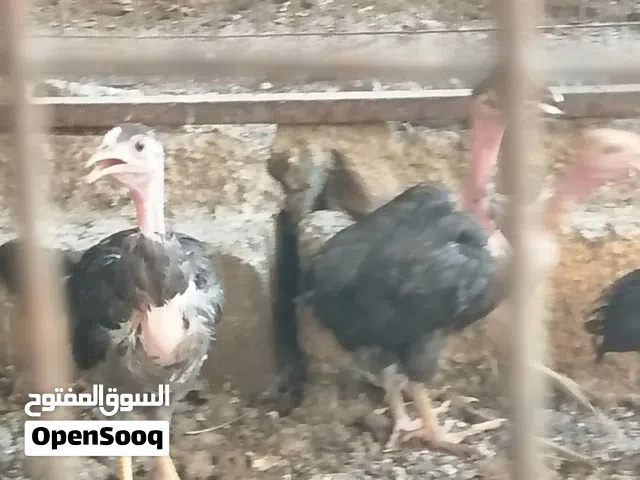دجاج ابو عنيق العمر شهرين ونص اقرا وصف