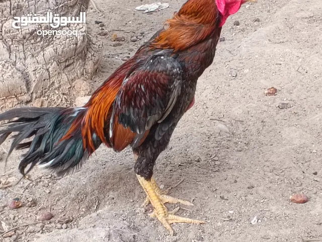ديج هراتي للبيع