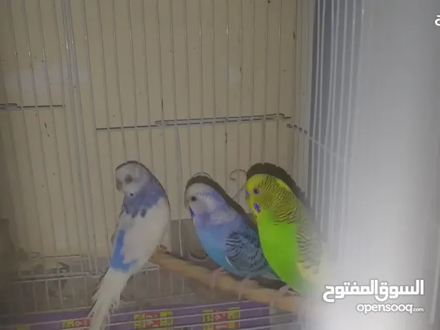 3 budgies with cage